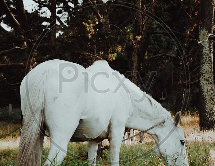 White And A Brown Horse Eating Grass
