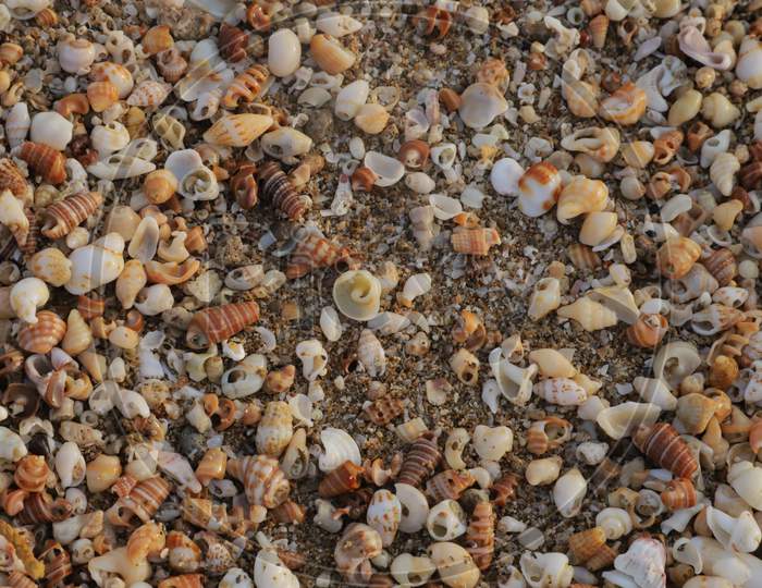 Beautiful & Colorful Seashells On The Sand On The Beach In The Summer, Seashells Collection, See Shells Sand Background Image.