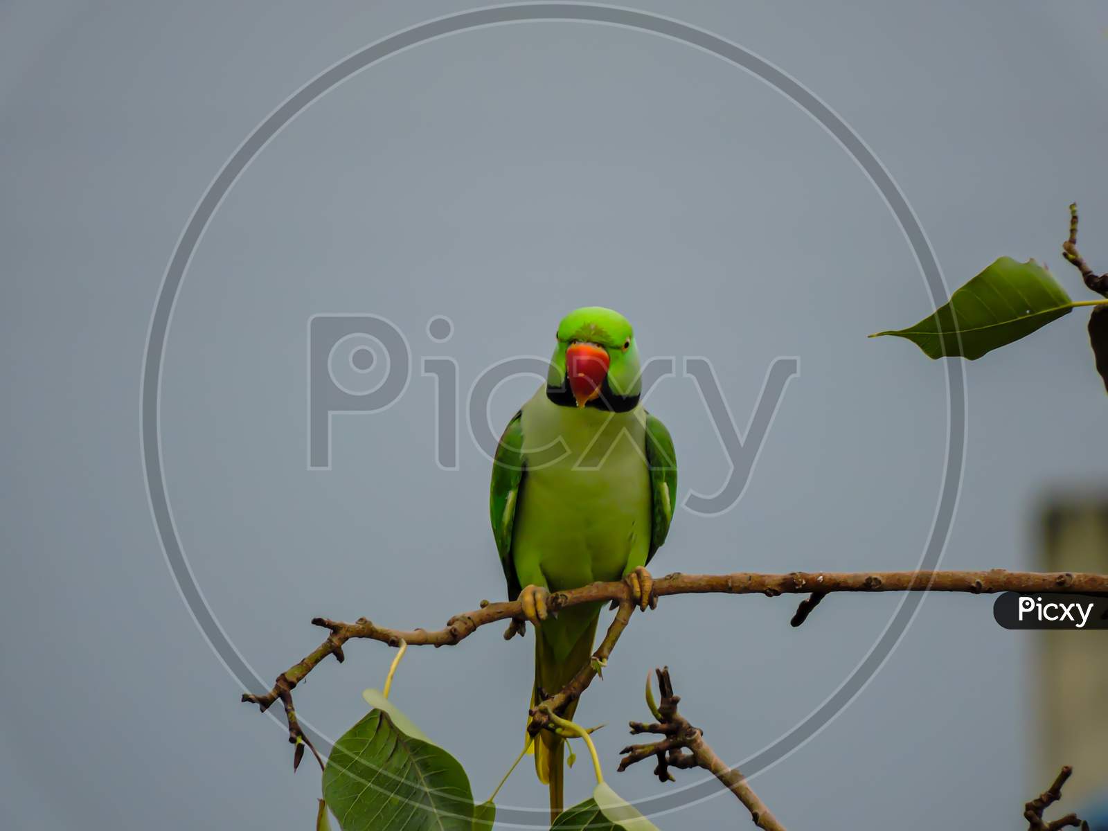 Asian Green Parrot Beautiful Picture On Tree