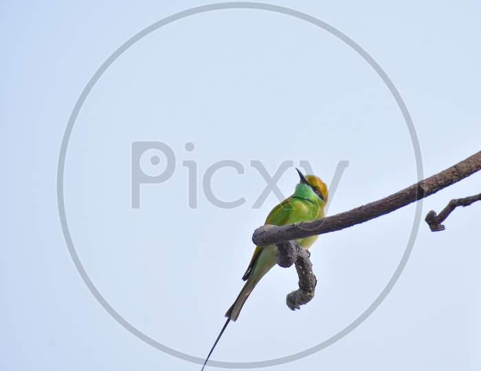 Bee eater on tree looking up