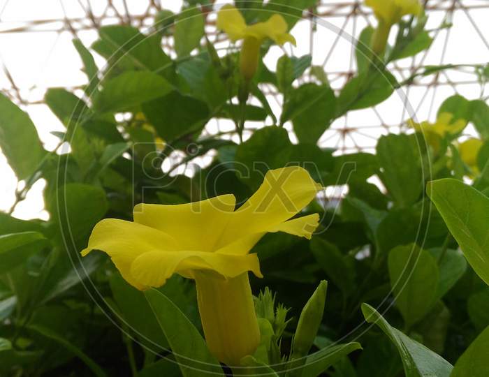 yellow flower bottom top view