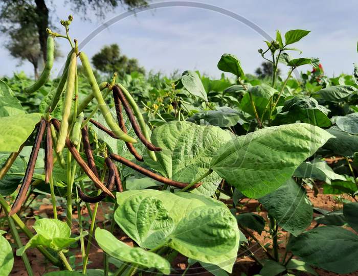 Bunch Of Raw Moong Beans On Plant In A Farm Land In India
