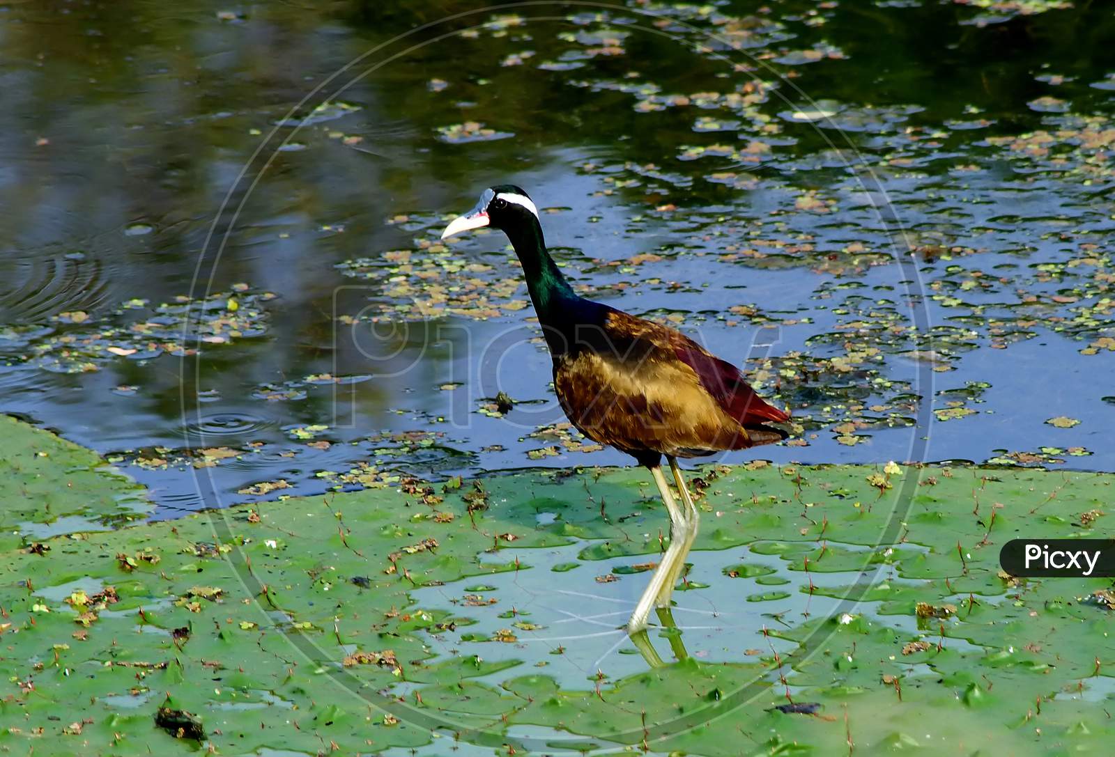 The colourful wild bird in a lake.