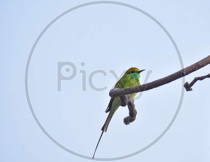 Bird sitting on branch