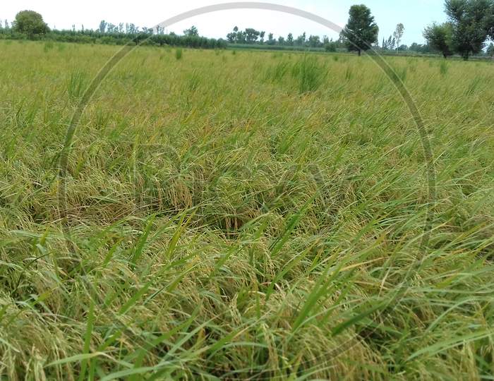 Rice farm - image