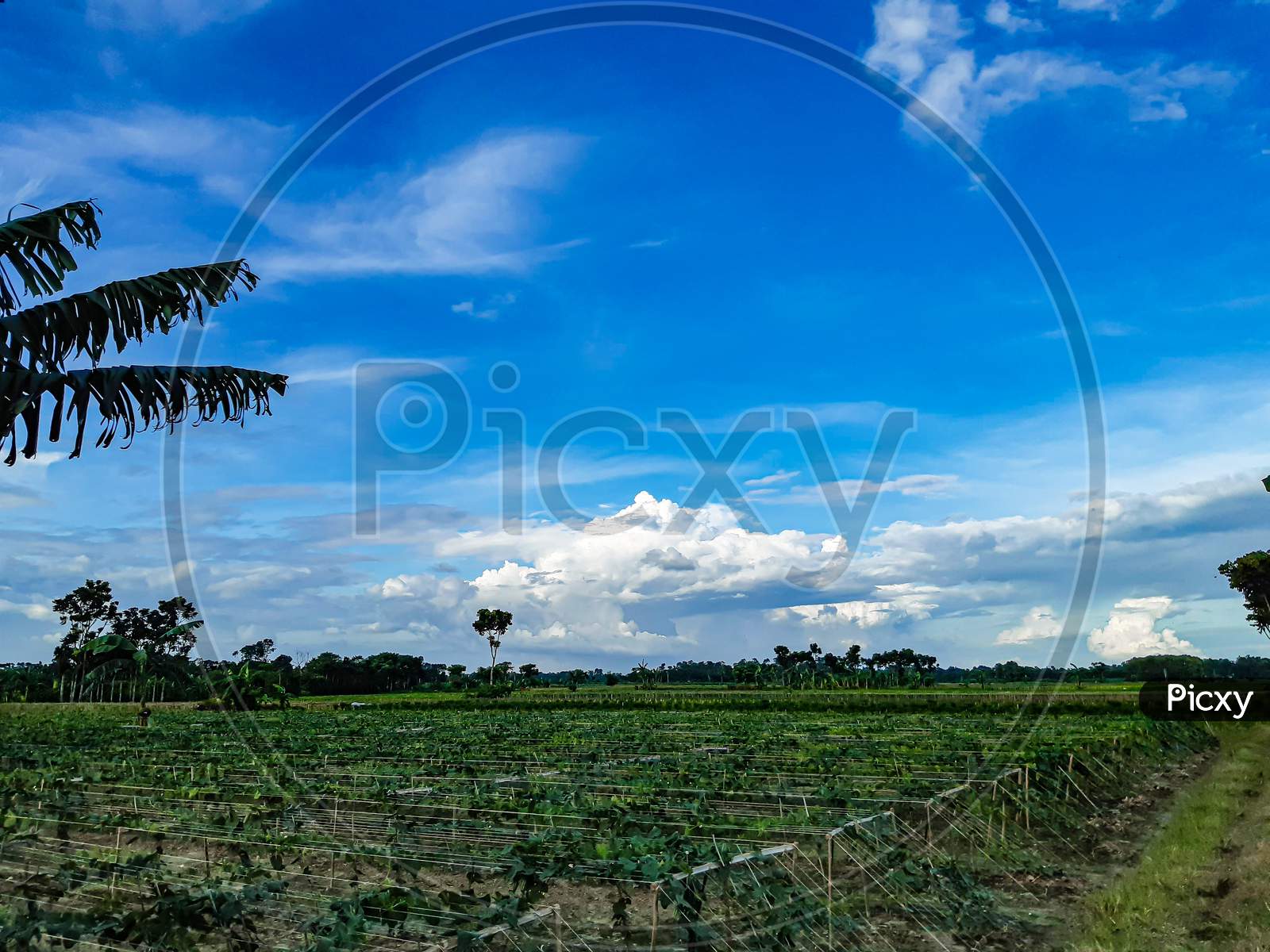 Green Farmland And White Clouds In The Blue Sky. This Is A Picture Of The Time Of Sunset.