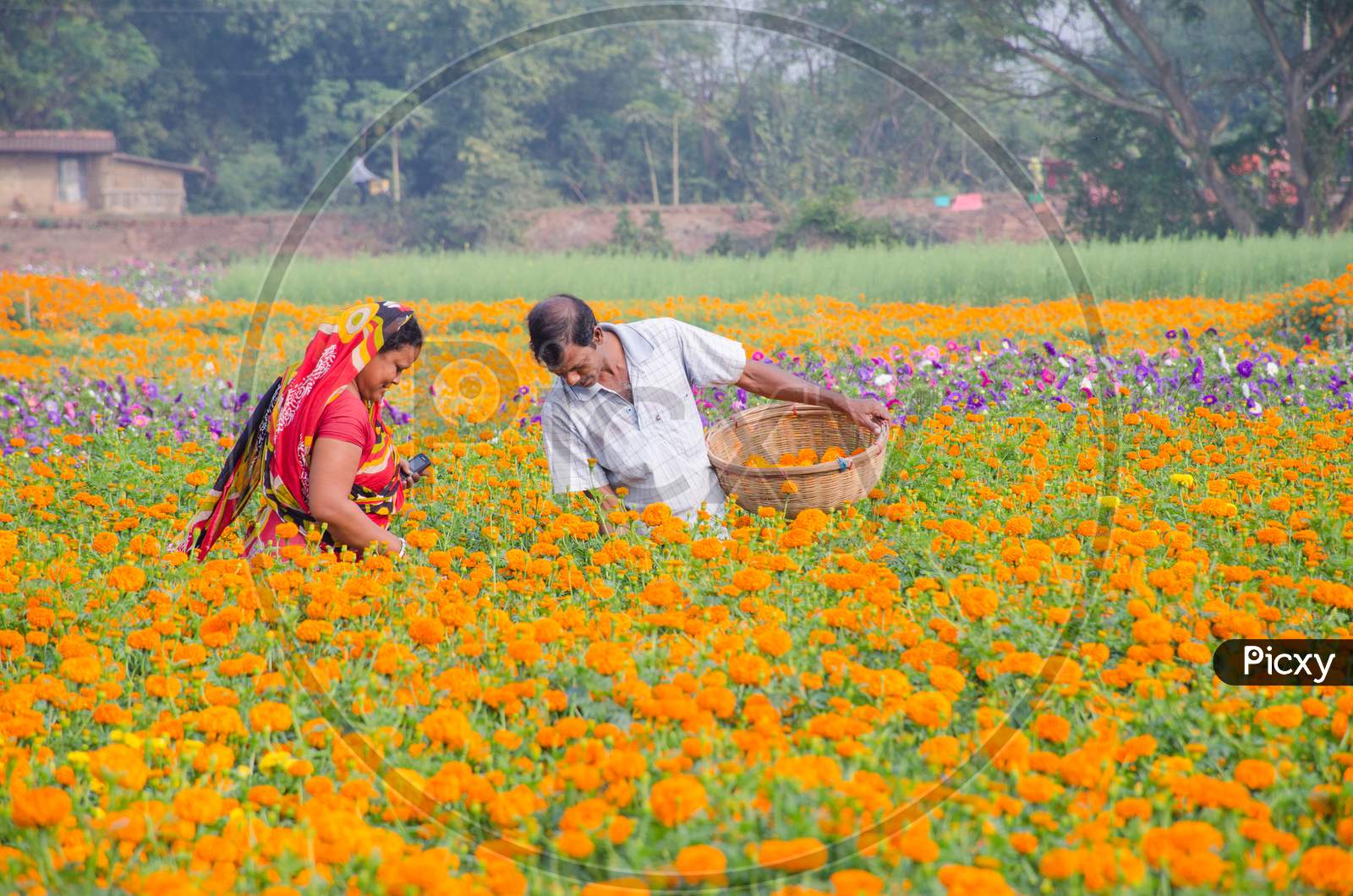 flower farmers collecting flower at flower field of rural west bengal