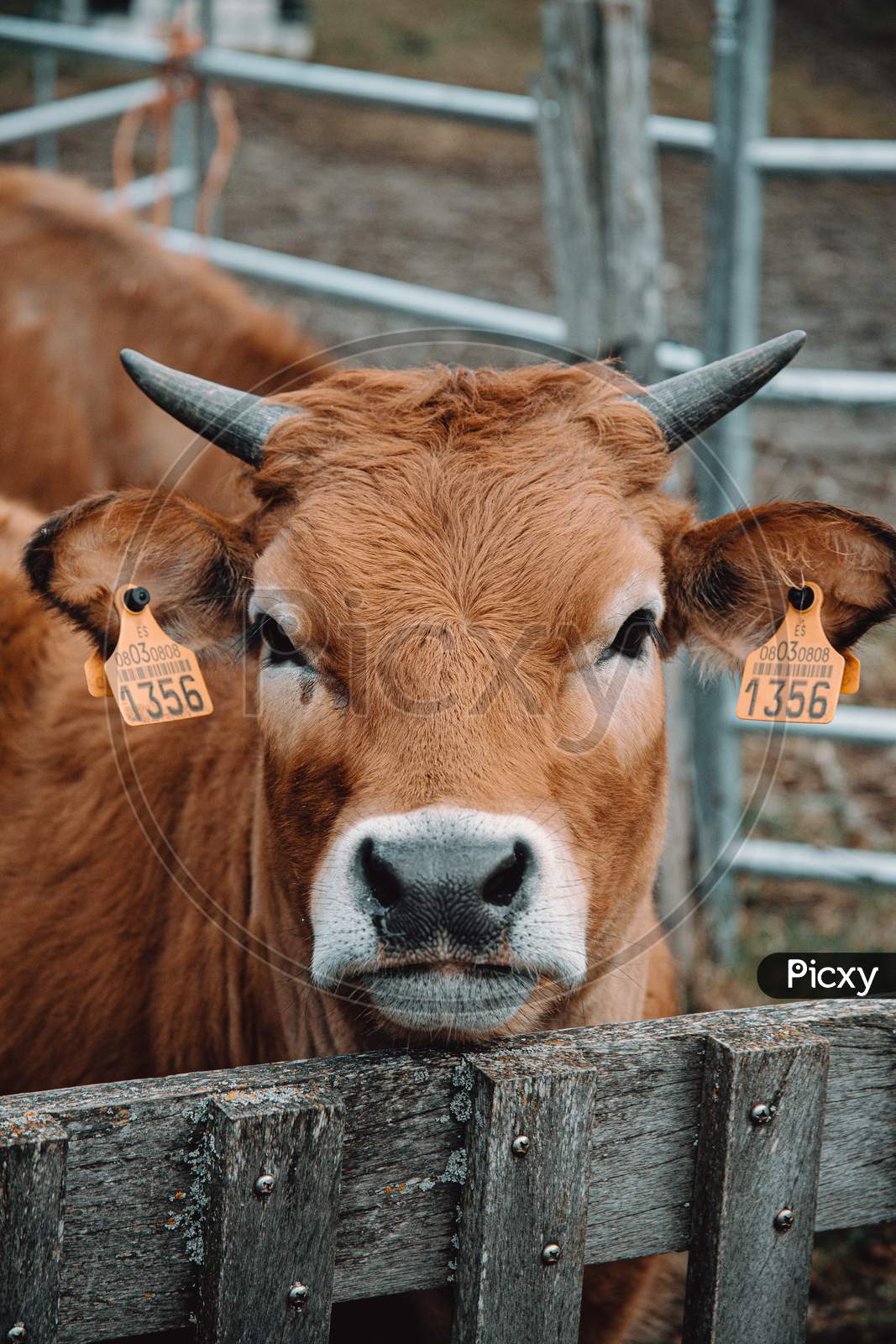 Close Up Of A Brown Cattle Looking Straight To Camera