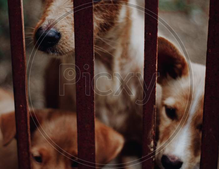 A Bunch Of Cute Brown Dogs Looking Through A Fence