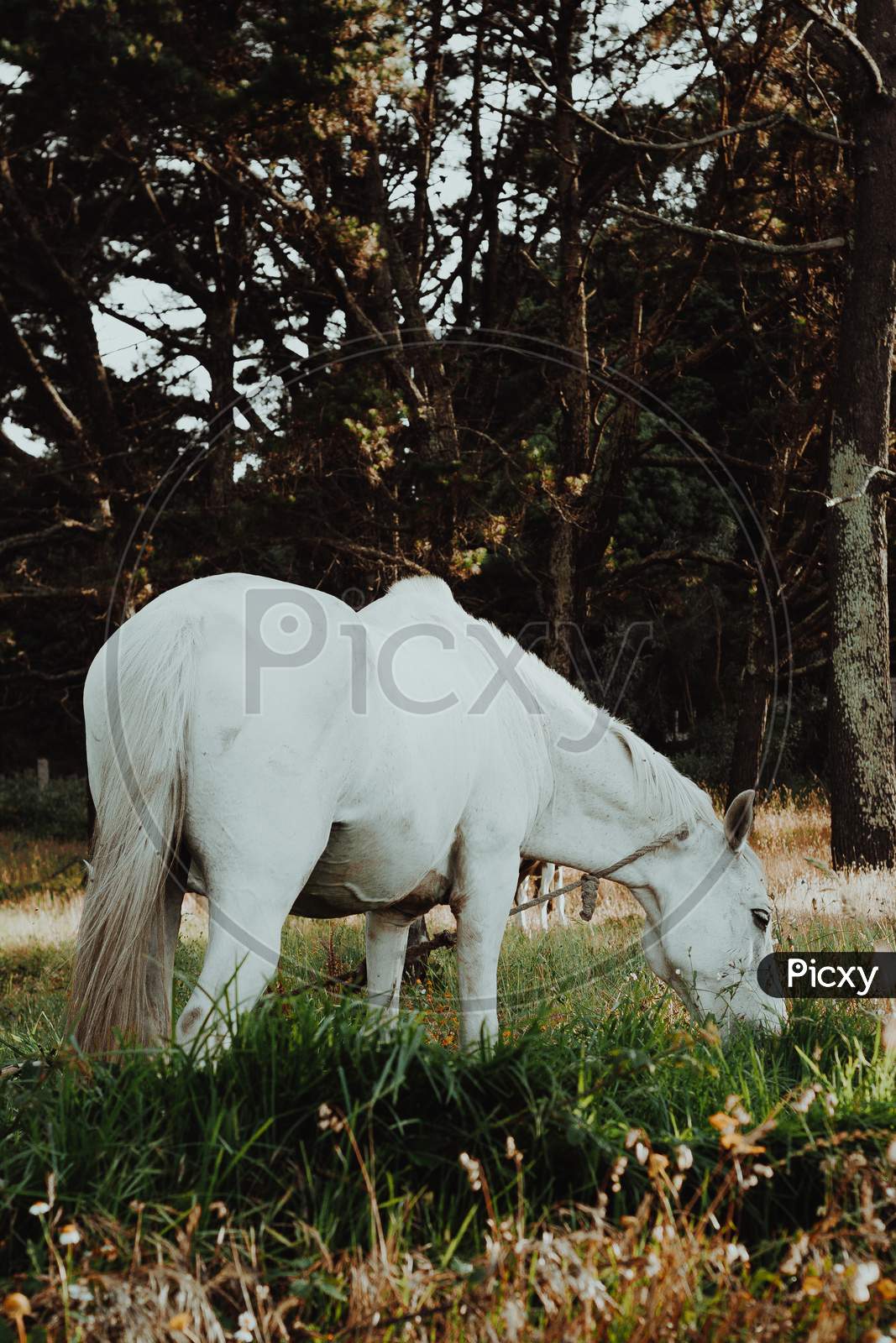 White And A Brown Horse Eating Grass