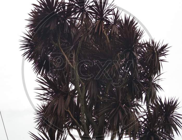 Cabbage palm leaves