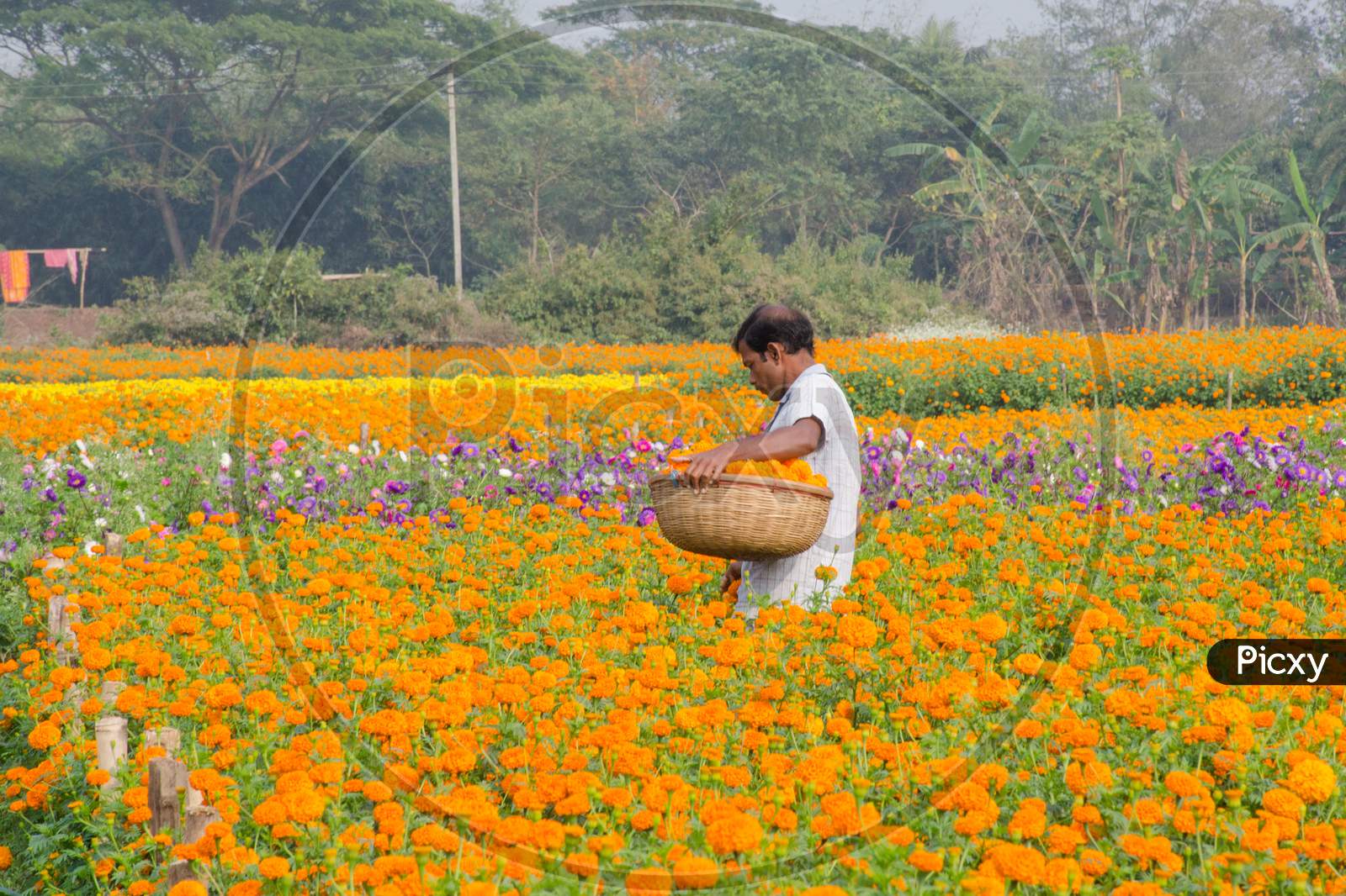 rural west bengal marigold flower field