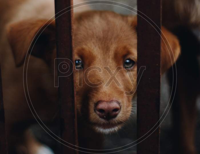 A Cute Puppy Looking Straight To Camera Through The Fence