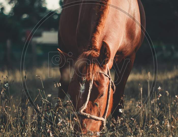 Close Up Of A Brown Horse Eating Grass