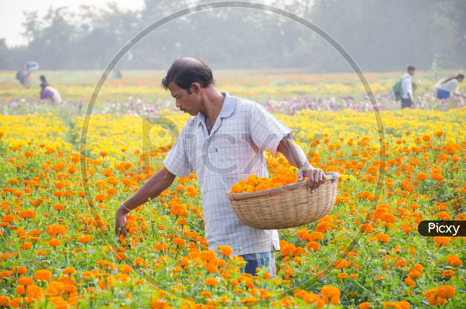marigold flower field at rural west bengal