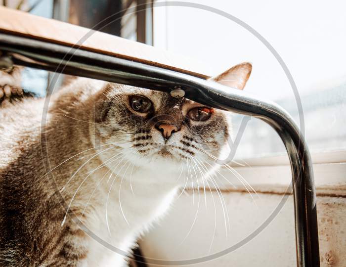 A Curious Cat Looking To Camera From A Chair During A Sunny Day