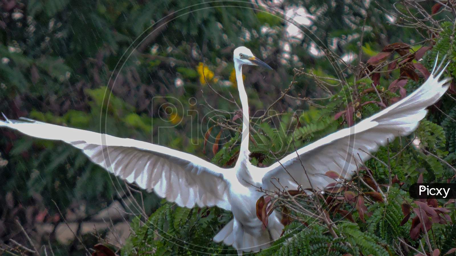 The Great Egret Closeup In Flight During Monsoon