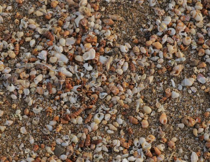 Beautiful & Colorful Seashells On The Sand On The Beach In The Summer, Seashells Collection, See Shells Sand Background Image.