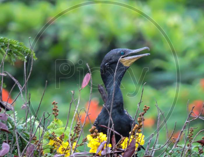 Black Indian Cormorant For Breeding During Monsoon On Tree