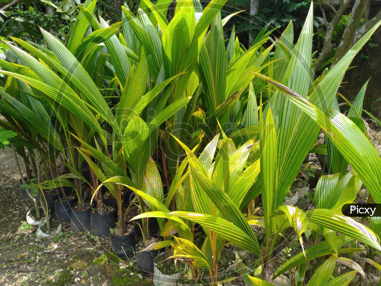 Small Coconut Plants, Nursery