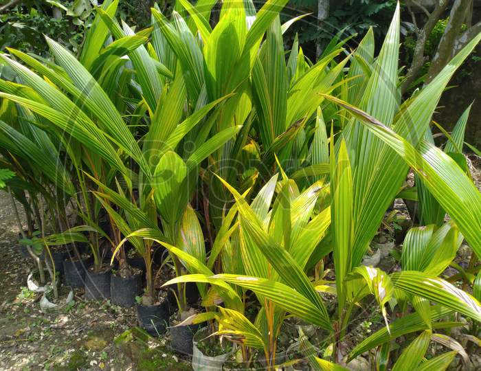 Small Coconut Plants, Nursery