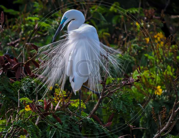 The Great Egret Closeup During Monsoon