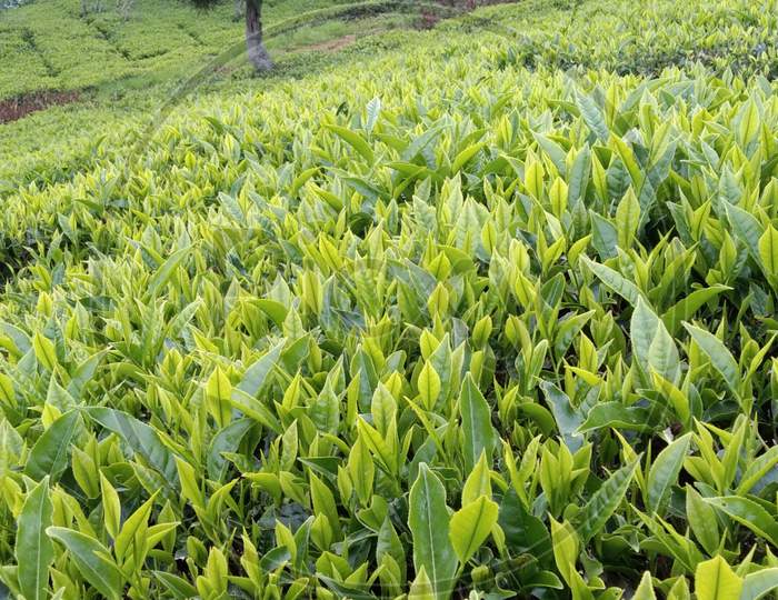 Fresh green tea estate