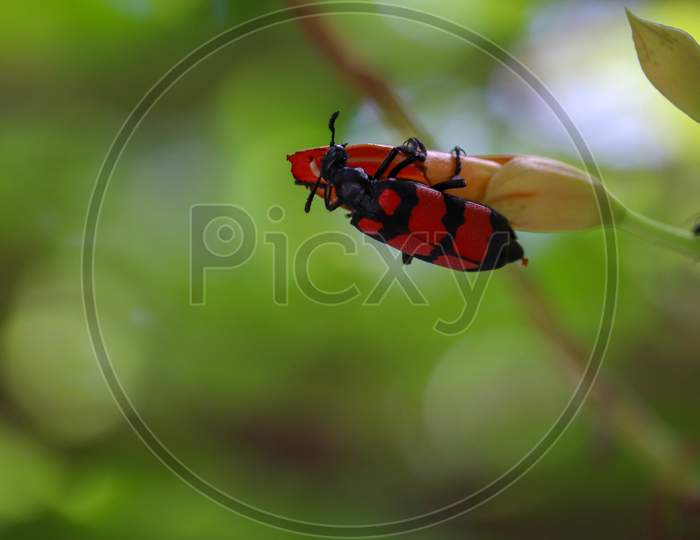 Red Small Ladybird Sitting On A Green Tree Leaf In Soft Focus Background.