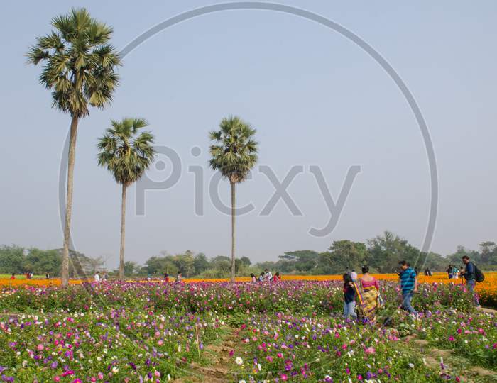 flower field at rural west bengal