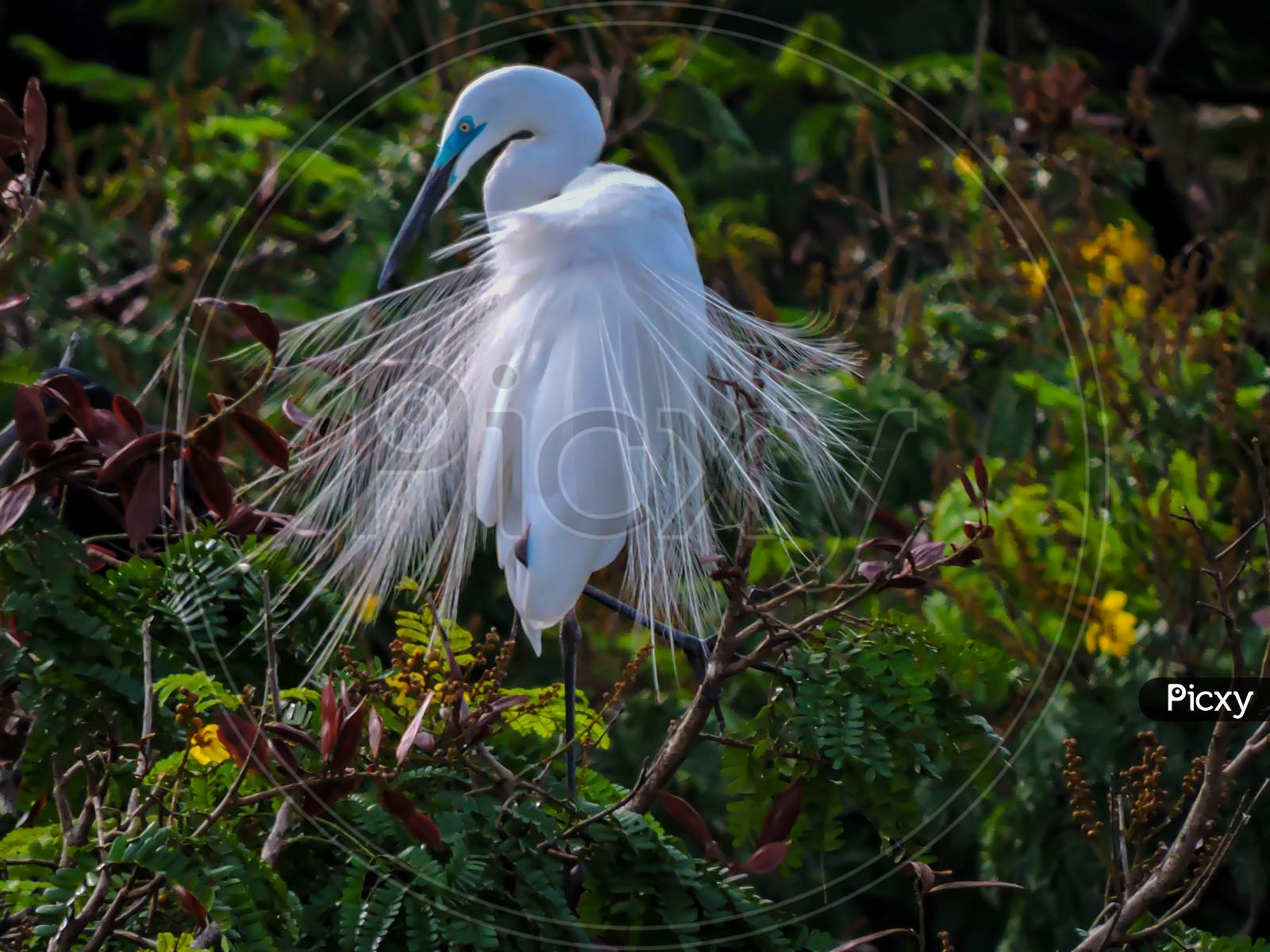 The Great Egret Closeup During Monsoon