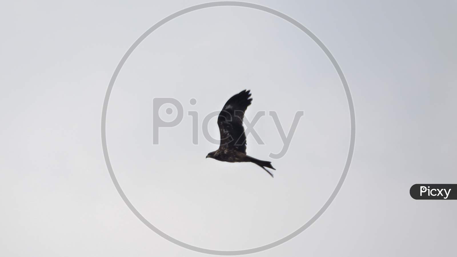 Black Kite In Flight Searching For Prey