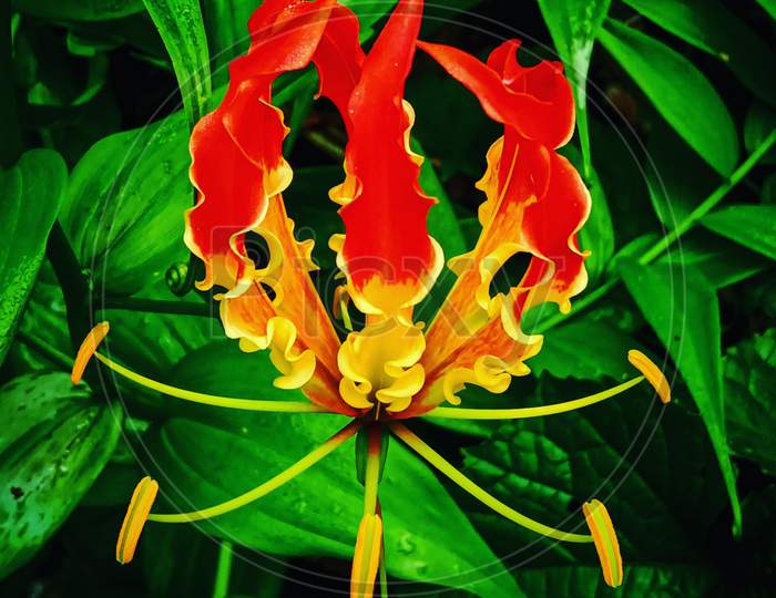 Fire lily flower ( lily Climb )