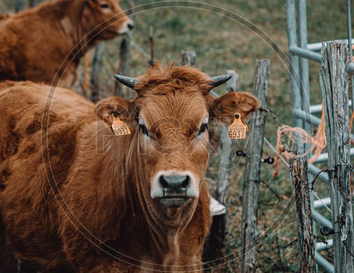 Brown Cow Looking Straight To Camera