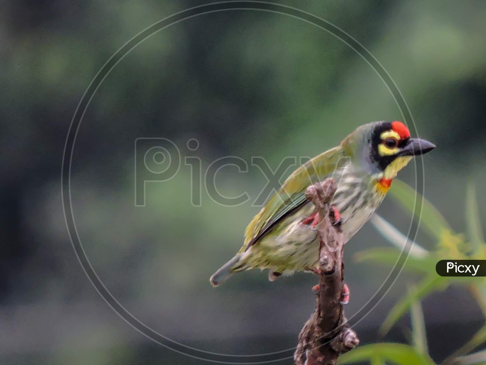 Copper Smith Barbet Early Morning During Monsoon On Tree