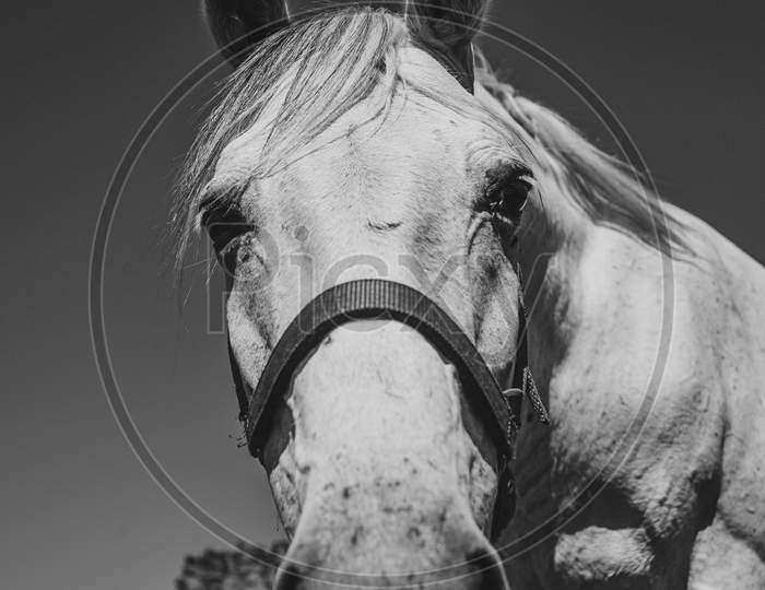 Black And White Close Up Of A White Horse Looking Straight To Camera