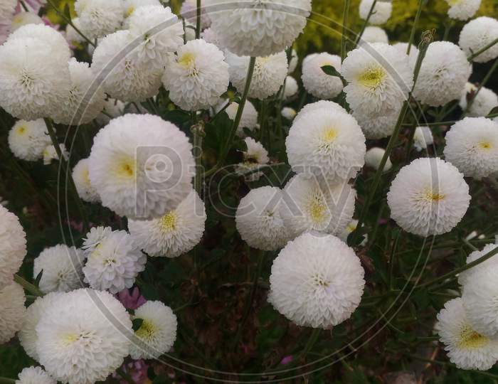 white poppy daisys