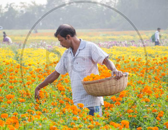 marigold flower field at rural west bengal