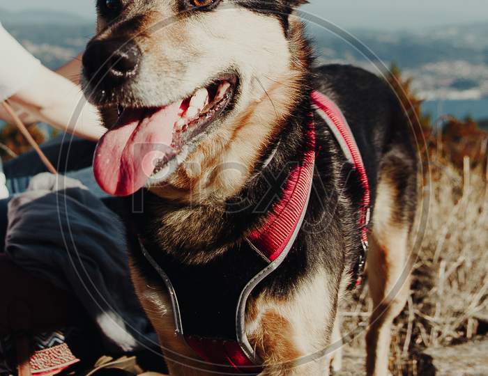 Super Smiling Brown And Black Dog On The Top Of A Hill With An Harness