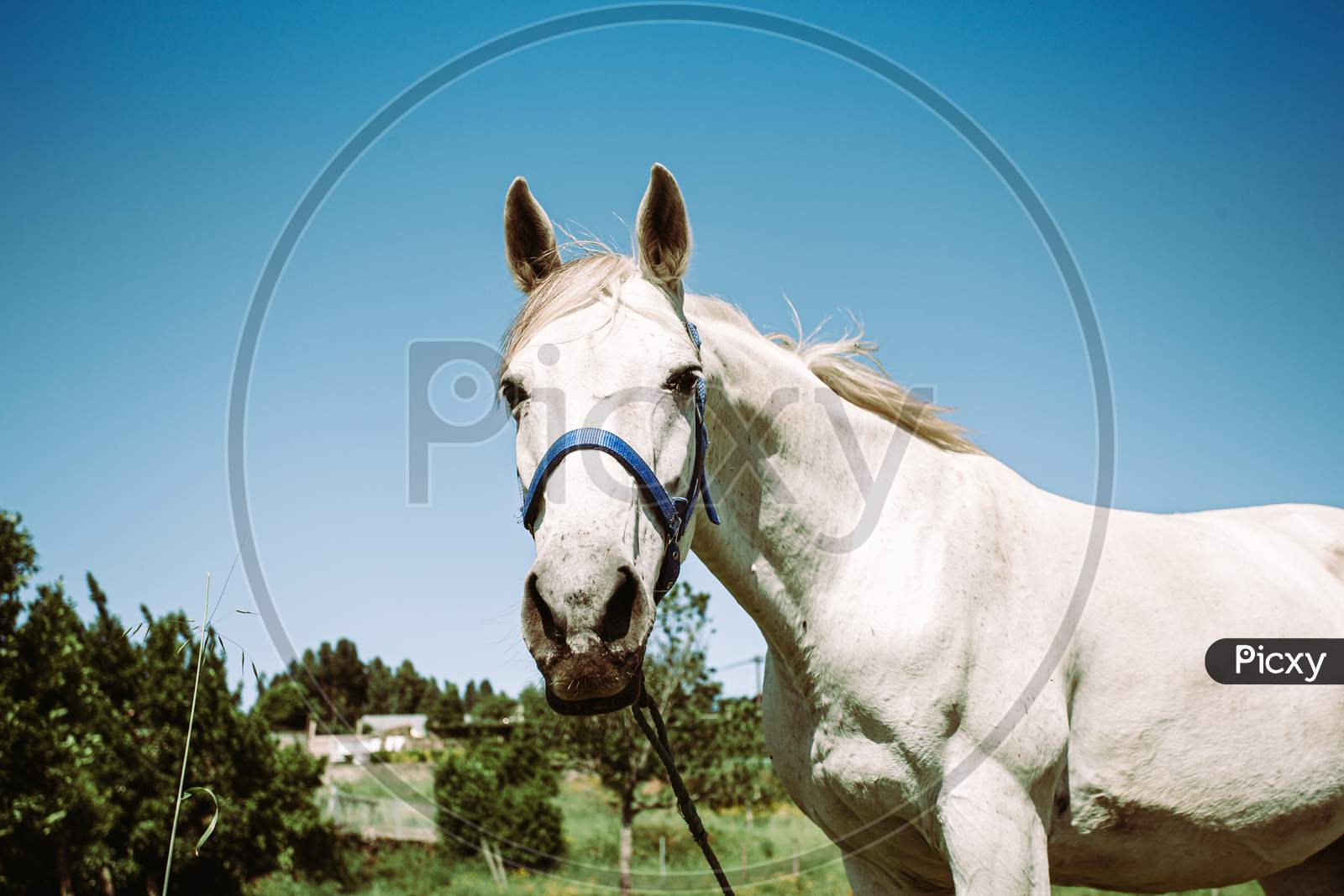 Colorful Shot Of A White Horse Looking To Camera