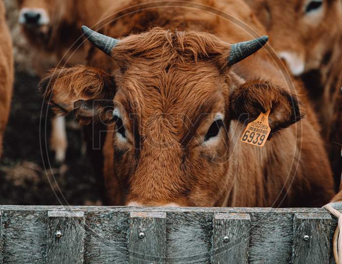 Horizontal Shot Of A Cow Hiding After A Fence On The Rural