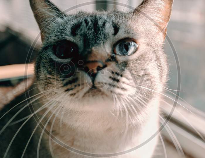 A Close Up Of A Cute Grey Cat Looking Straight To Camera