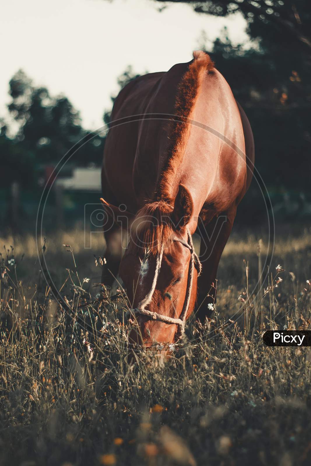 Close Up Of A Brown Horse Eating Grass