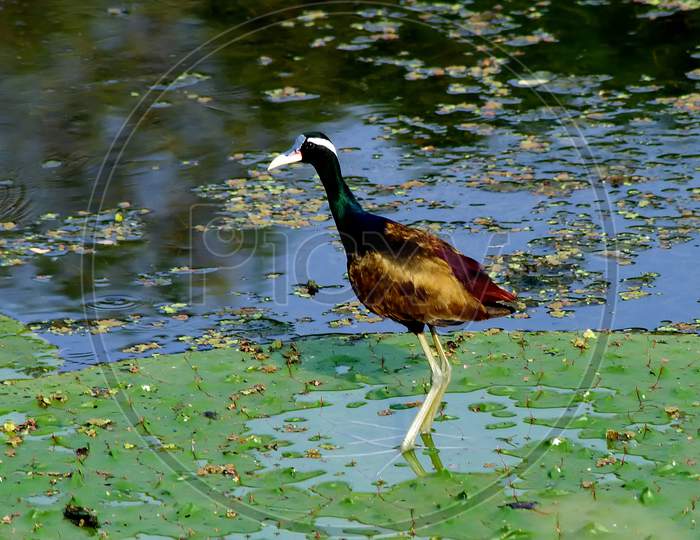 The colourful wild bird in a lake.