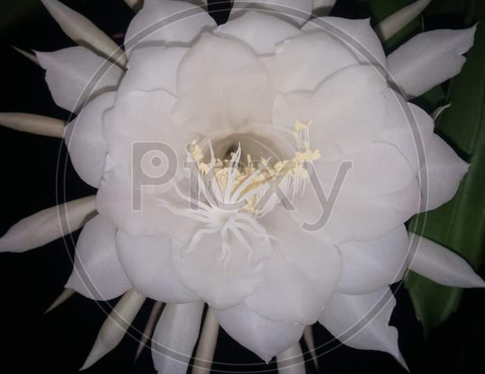 Beautiful White flower in the garden