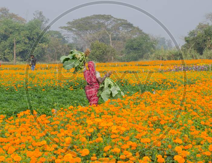 female farmer at rural marigold flower field at west bengal india