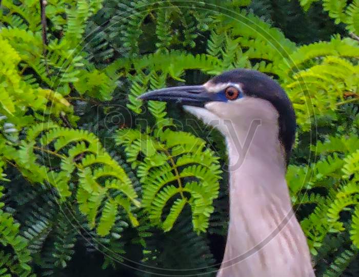 Black Crowned Night Heron For Breeding During Monsoon On Tree