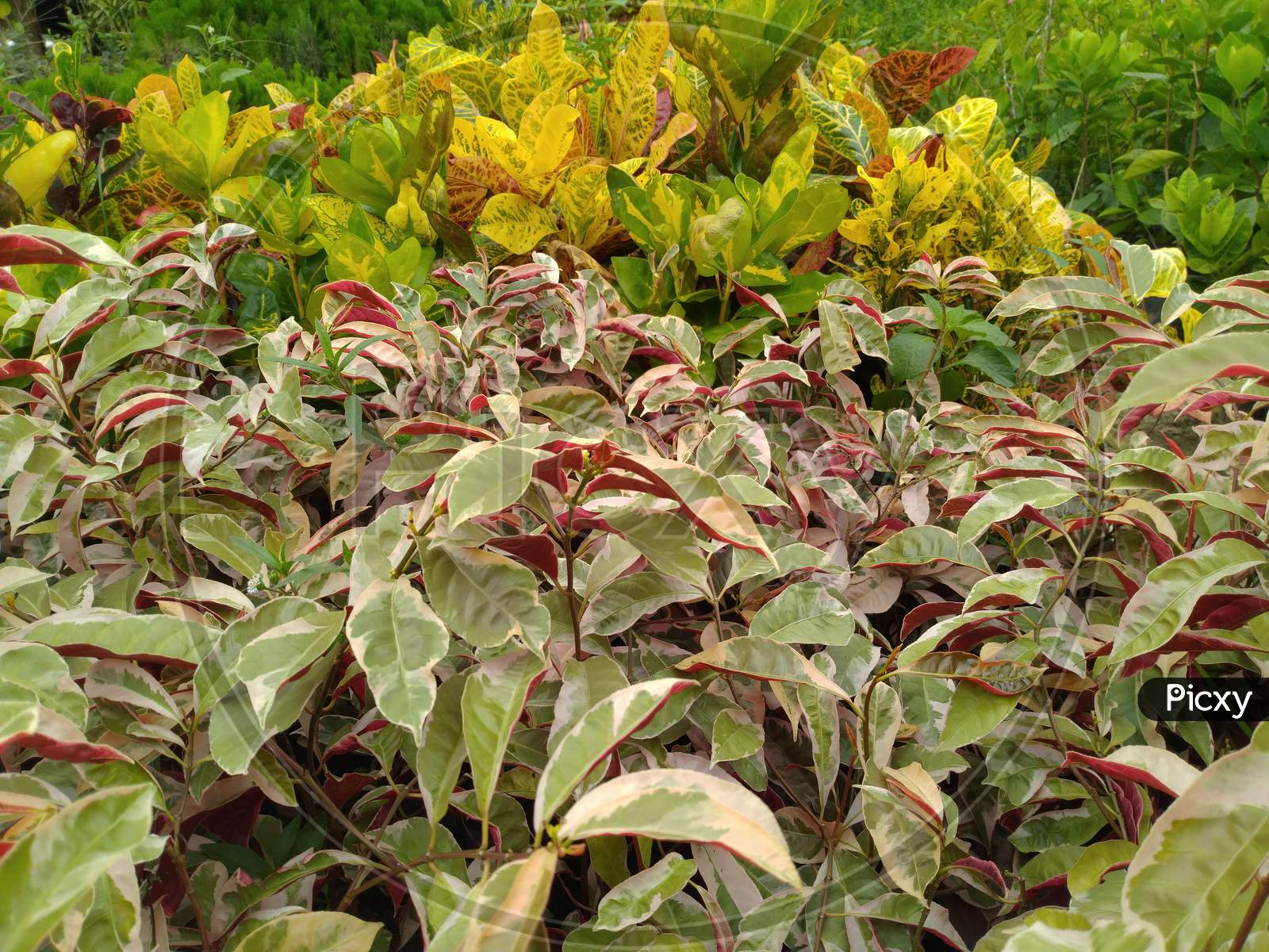 Colourful Plants For Garden,Garden Croton, Persicaria