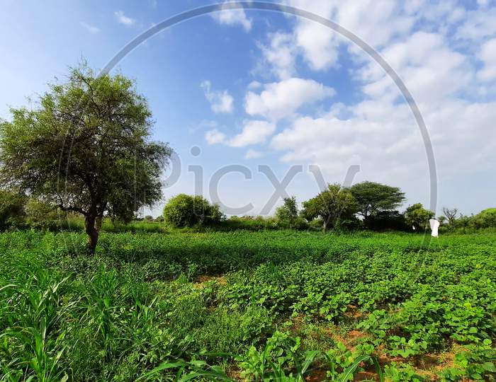 Farm With Green Crop And Tree And Blue Cloudy Sky In India