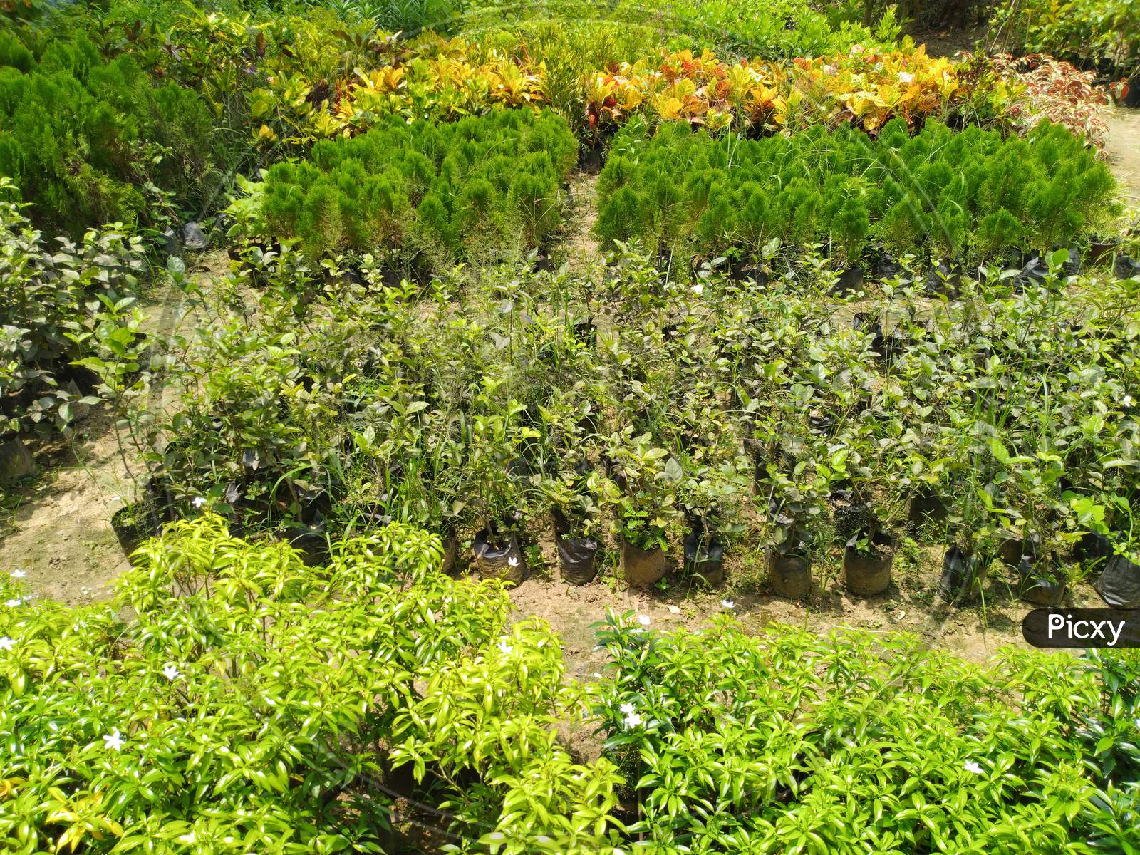 Different Plants In A Horticulture Nursery