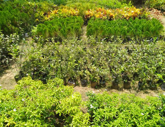 Different Plants In A Horticulture Nursery